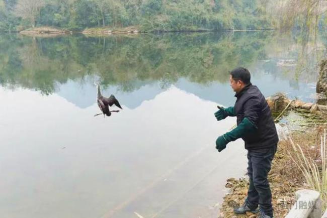 红喉潜鸟现身 湖南首次发现珍稀海洋鸟类