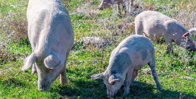 黑猪价格昂贵的内幕揭秘 来自院士的养殖成本分析