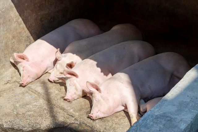 黑猪价格昂贵的内幕揭秘 来自院士的养殖成本分析