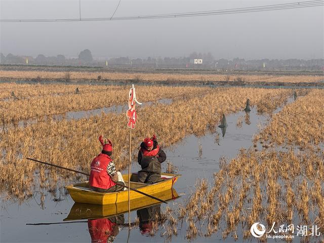 鲜美可口 湖北潜江冬虾强势上市 打破季节性壁垒