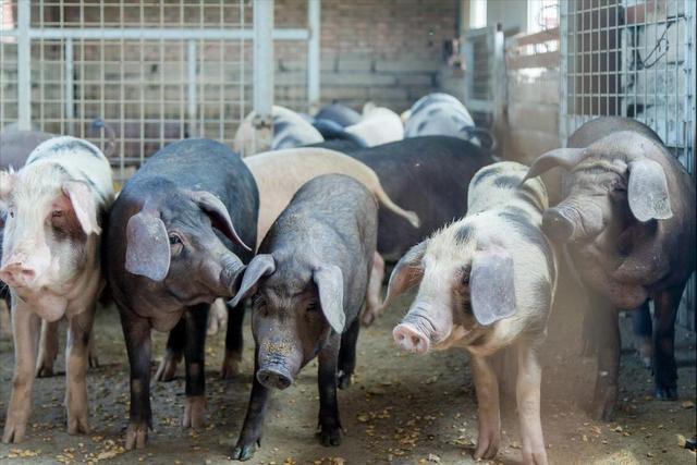 黑猪价格昂贵的内幕揭秘 来自院士的养殖成本分析