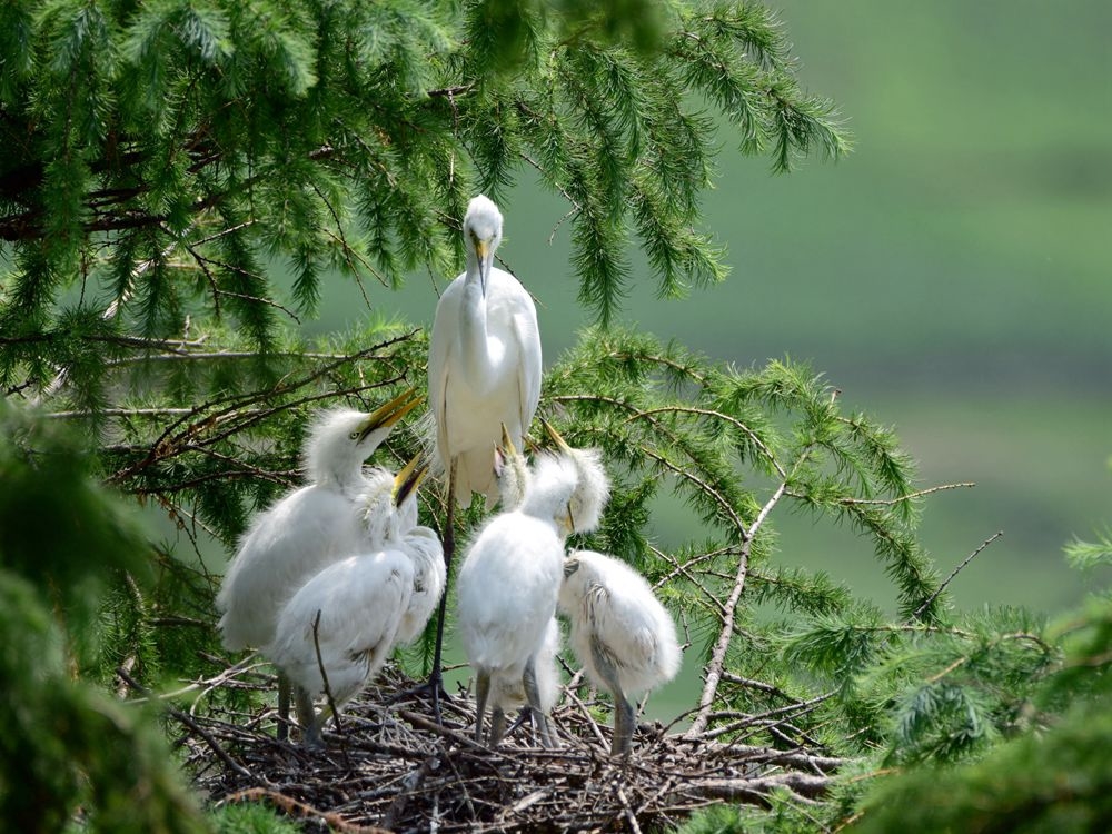活羊被灌嗷嗷叫 暗访山羊保养黑幕 上千只活羊凌晨被灌食增重