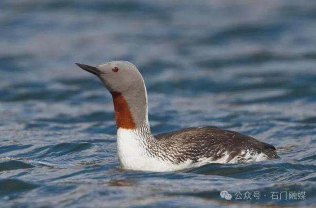 红喉潜鸟现身 湖南首次发现珍稀海洋鸟类