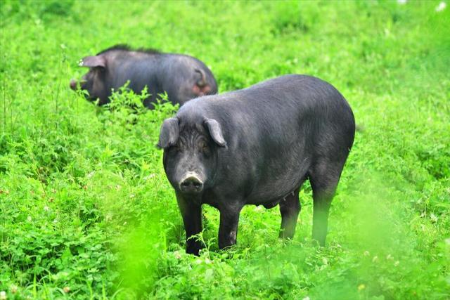 黑猪价格昂贵的内幕揭秘 来自院士的养殖成本分析