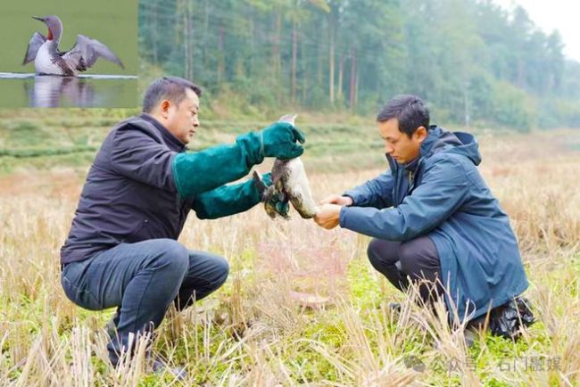 红喉潜鸟现身 湖南首次发现珍稀海洋鸟类
