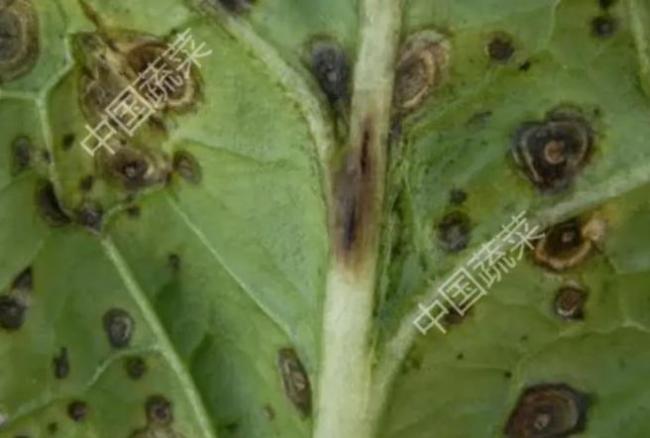 益处多多 大白菜上洗不掉的黑点 营养丰富