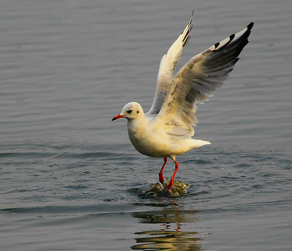 欧风意雨：右翼崛起与历史的潮起潮落