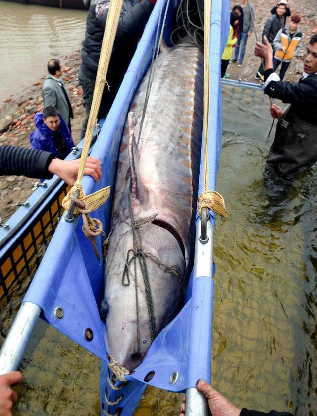 从捕鱼者到河流守护者 捕捞中华鲟的转型之旅