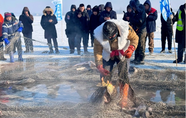 黑龙江库塘沐湖冬捕盛况：20多万斤鱼获拉开冰雪渔乐序幕