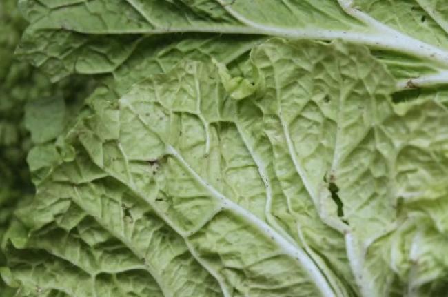 益处多多 大白菜上洗不掉的黑点 营养丰富