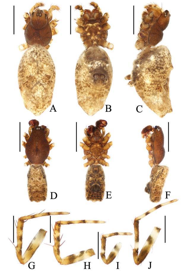 周杰伦超强追星 用16首名曲命名16个蜘蛛新种