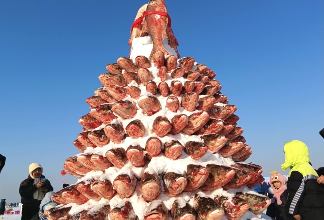 黑龙江库塘沐湖冬捕盛况：20多万斤鱼获拉开冰雪渔乐序幕