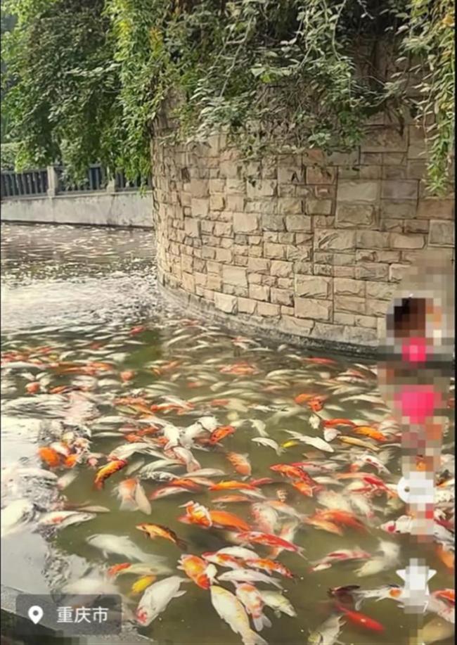 步行街观赏鱼遭疑似投毒,一夜间大量死亡,疑云待解
