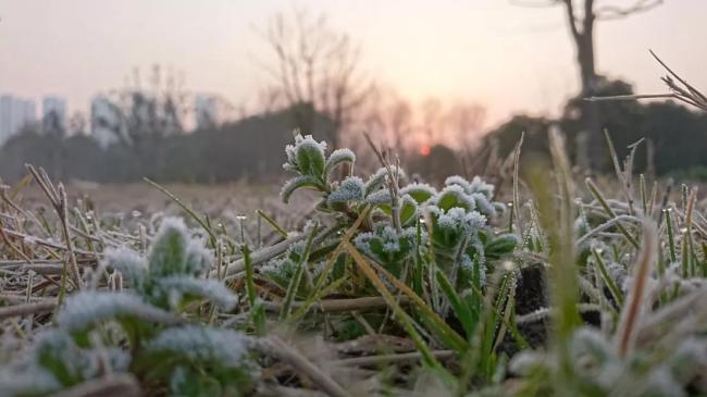 揭秘预示二九暖九九寒的背后玄机 隆冬冻死牛 腊月初三阴