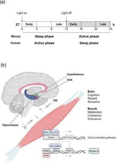 昼夜节律干预的突破性研究 调整进食时间缓解疲劳