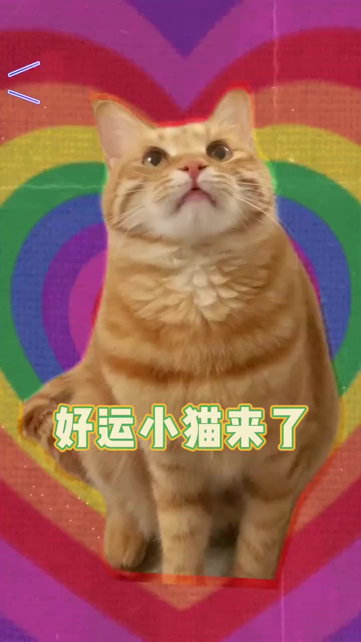 猫财两空:免费领养背后的猫贷套路大揭秘