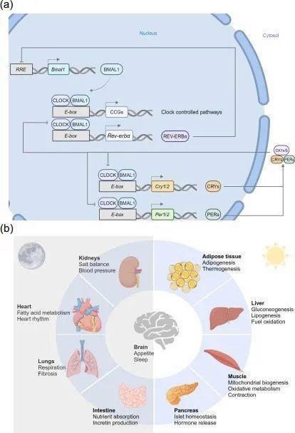 昼夜节律干预的突破性研究 调整进食时间缓解疲劳